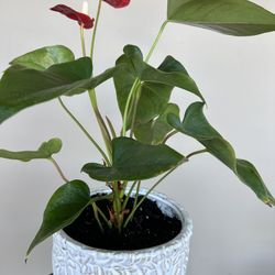 Mature Anthurium Plant W/ Ceramic Pot. 