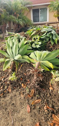 FREE PLANTS