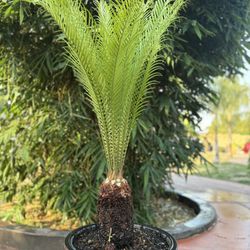 Beautiful Sago Palm With 10” Inch Trunk For Sale