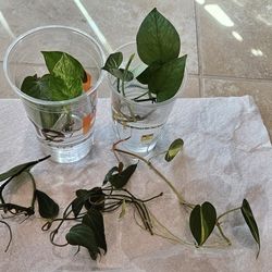Plant Cuttings Bundle 