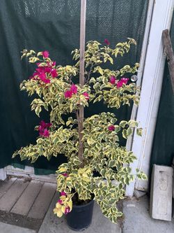 Bougainvillea, Camellina, Veranera Climbing Outdoor Plant, In 5 Gallóns Pot Pick Up Only
