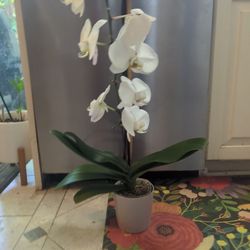 Orchid