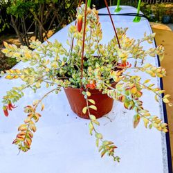 Hanging tropical flowers