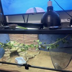 Bearded Dragon  With 40 Gallons Tank