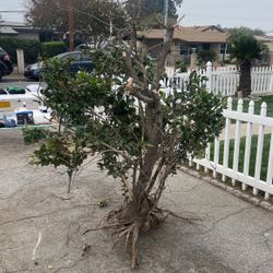 Removed Bush
