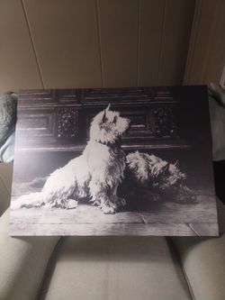 West highland terriers