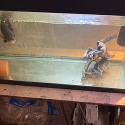 Free 40 Gallon Fish Tank