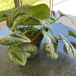 Satin Pothos Plant