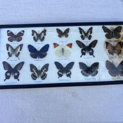 Butterflies Painting 