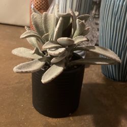 Ornamental Black Silk Plant 