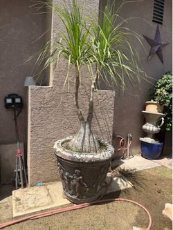 Bottle plant