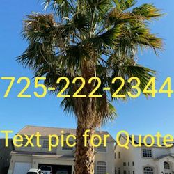 Palm Tree Trimming 🌴