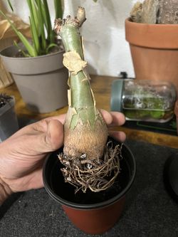 Cyphostemma Jitter Grape