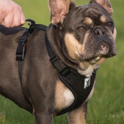 Vibrant Life Dog Harness