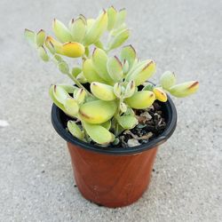 Succulents plants 🪴