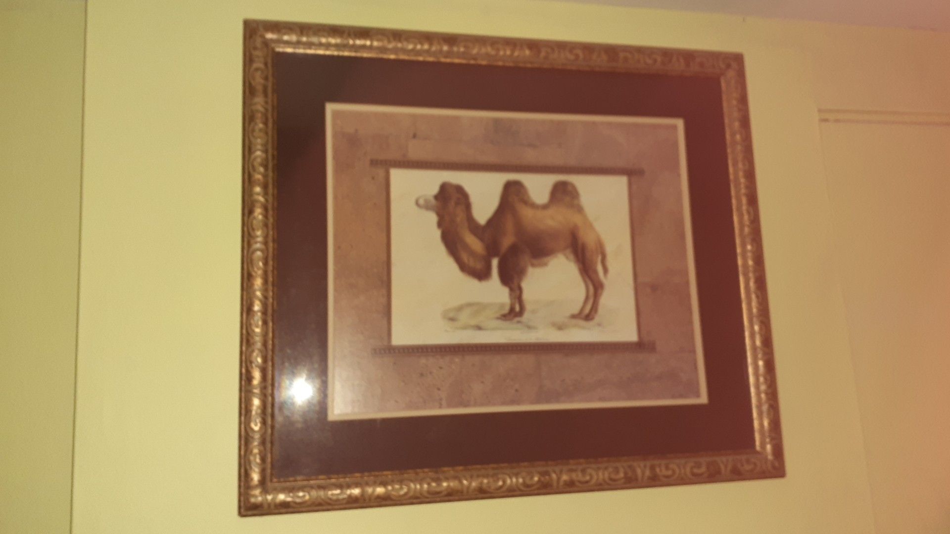 Camel picture 24" x 28"