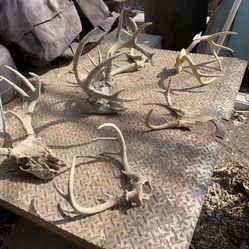 Bulk Lot of Whitetail Skulls & Antlers