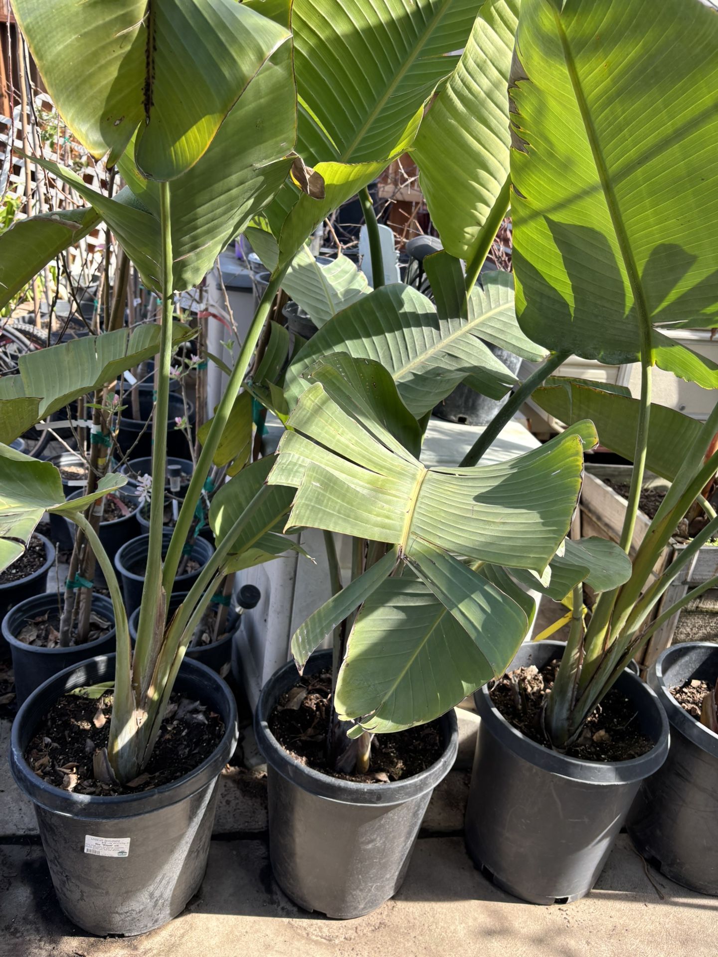 Jumbo Birds Of Paradise