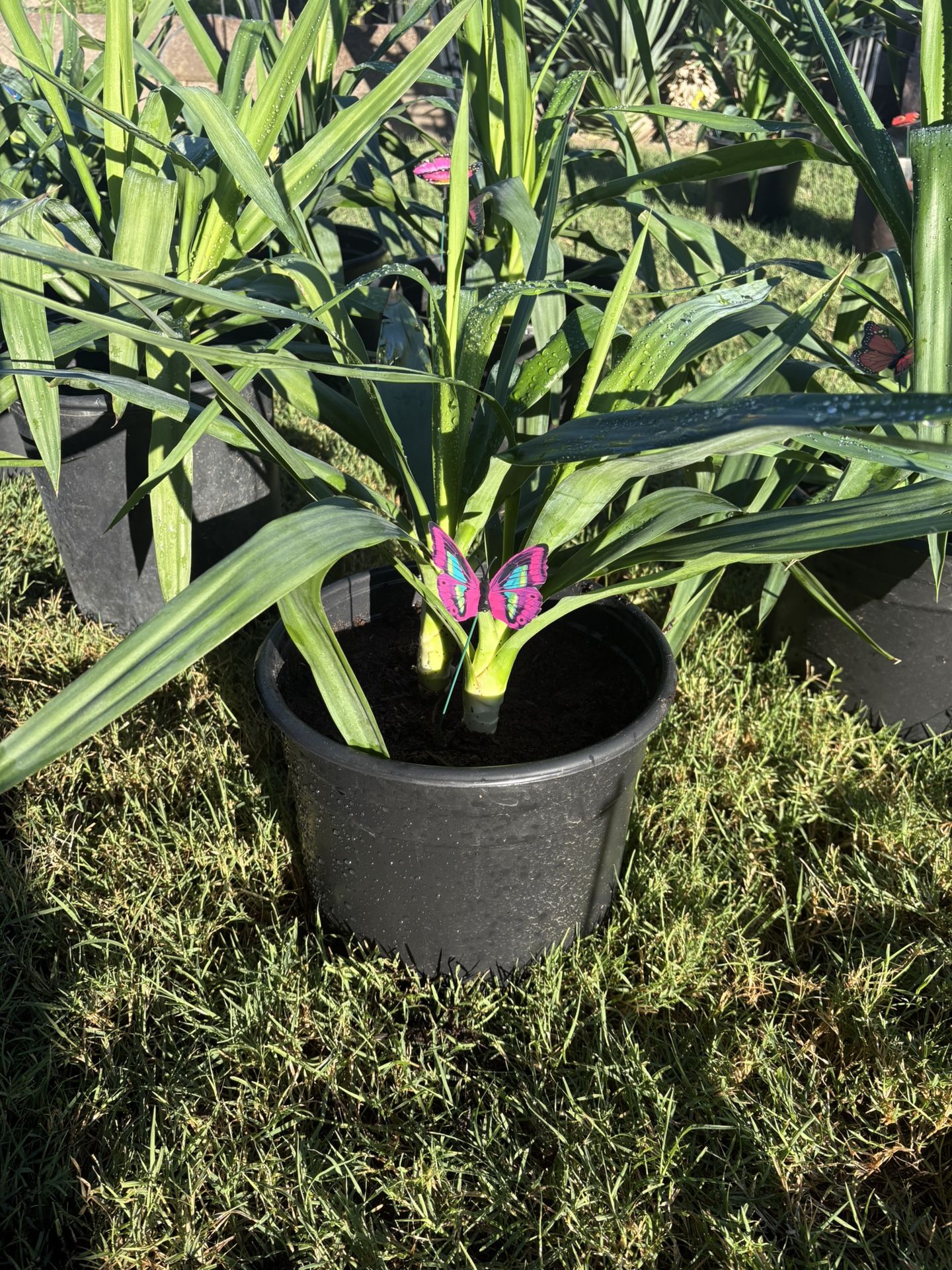 Double Stalk Cane Yuccas