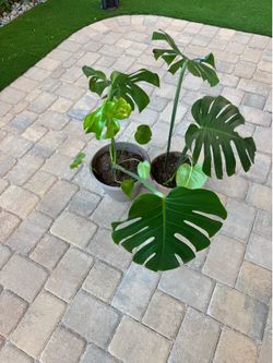 Monstera x2