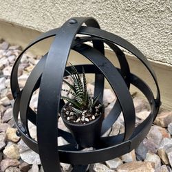 Black Sphere Potted Succulent 