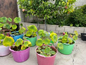 Lotus Water Plants