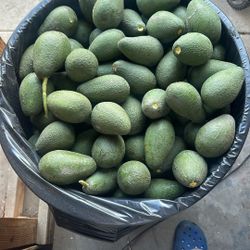 Avocados For Cheap!!! 