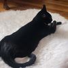 LinlyanaDotCom