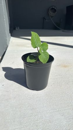 Oregano Plants