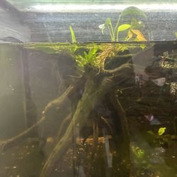 Aquarium spider trees