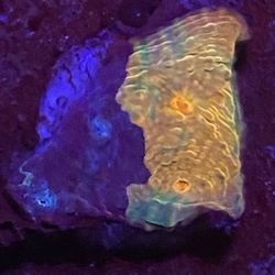 Crayola Chalice Coral 