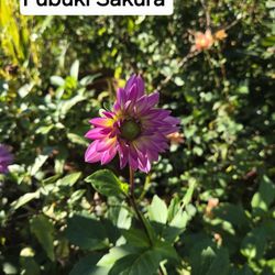 Dahlia Plants Fubuki Sakura $5 Each 