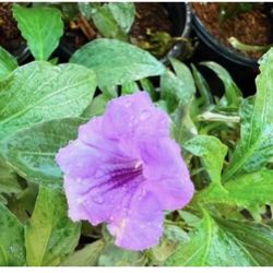 Purple Ruelias Bushes $10 Each 