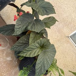 Plant 🌱