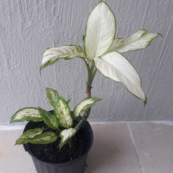 Dieffenbachia Camille

Plant