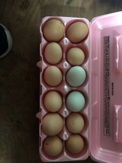 Fresh farm eggs