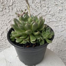 6 Inch Pot Succulent Plant - Echeveria Chihuahuaensis - Cat’s Claw Echeveria - Rooted & Established Plant - Drought Resistant - 🪴