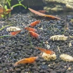 Shrimp Farm