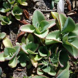 Kalanchoe, Mother Of Millions $5 Per Lb