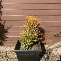 Fire stick Plant With Pot