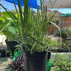 Lemongrass Plant Pot