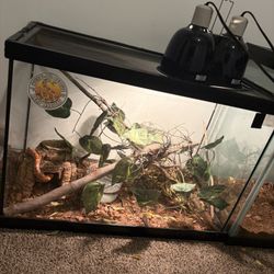 Reptile Tank 