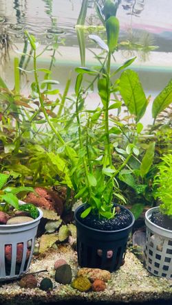 Aquarium plants available