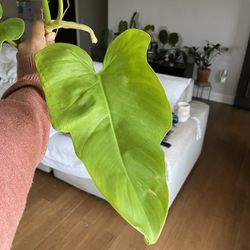 Philodendron Golden Violin Cutting Plant