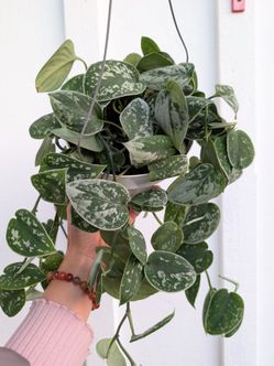 Scindapsus Pictus Argyraeus Silver Satin Pothos Plant 6" Pot - Indoor House Plants