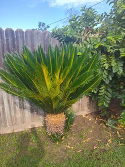 Sago Palm Tree