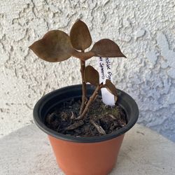 4 Inch Pot Succulent Plant - Kalanchoe Orgyalis - Copper Spoons - Rooted & Established - Drought Resistant 🪴 