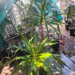 Yucca Palm Tree