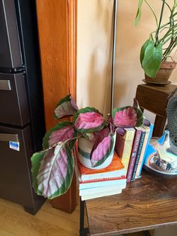 Calathea roseopicta 'Rosy'