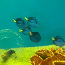 Fake Dory Toy Blue Tang 